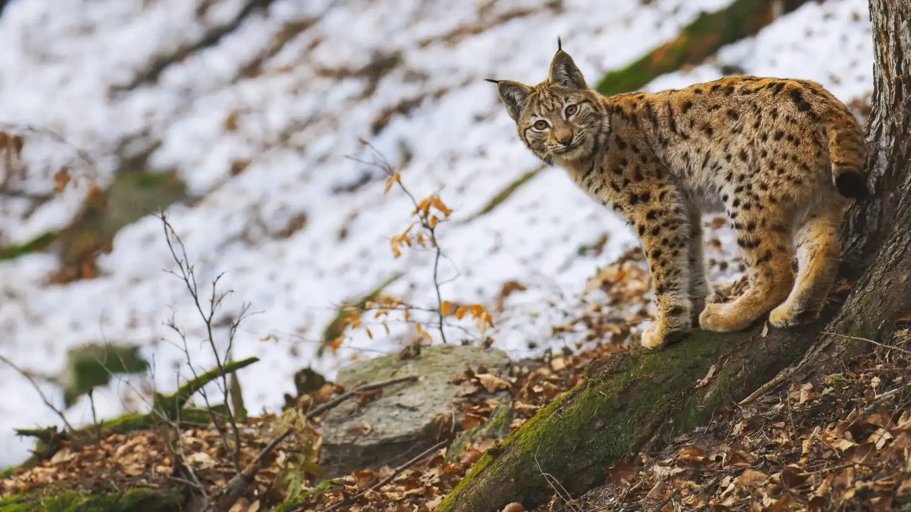 Život v Karpatech: Léto